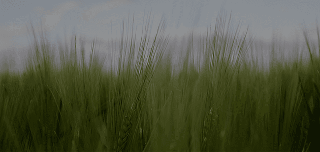 中天文化的象征物